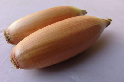 KNESSiN High Yield Tosca Onion Seeds for Home Gardening-(2400 Seeds) Seed(2400 per packet)