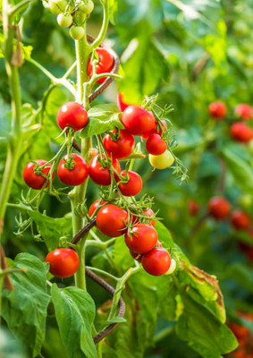 Kritharth Creation tomato Seed(100 per packet)