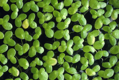TREECARE lemna minor Seed(2500 per packet)