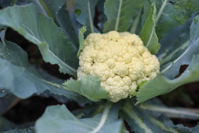 YUGANTAR white cauliflower,gobhee seeds Seed(14 per packet)
