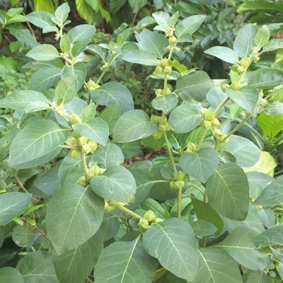 Aywal Ashwagandha Herb Seed(30 per packet)