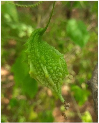 Qualtivate GBPT-5A Desi Small Bitter Gourd chota karela Seeds Seed(50 per packet)