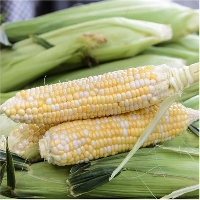 Qualtivate FXL-5AT Butter and Sugar Sweet Corn - Bi Color Seed(400 per packet)
