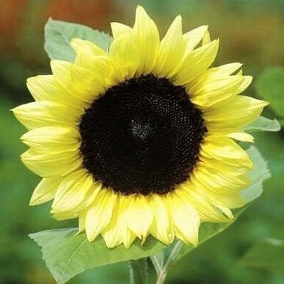 Qualtivate HYB-7A Lemon Queen Sunflower Seeds Seed(200 per packet)