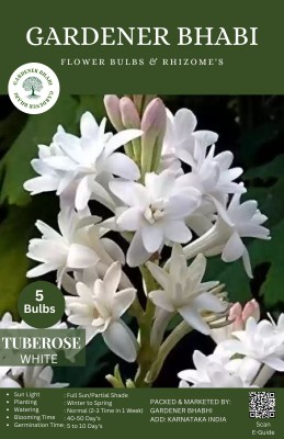 Gardener Bhabi Tube Rose (RAJANIGANDHA) Aromatic Flowers Bulbs Seed(5 per packet)