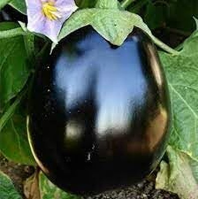 LPR BRINJAL SEEDS Seed(50 per packet)