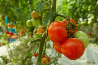 Jasoos tomato Seed(75 per packet)