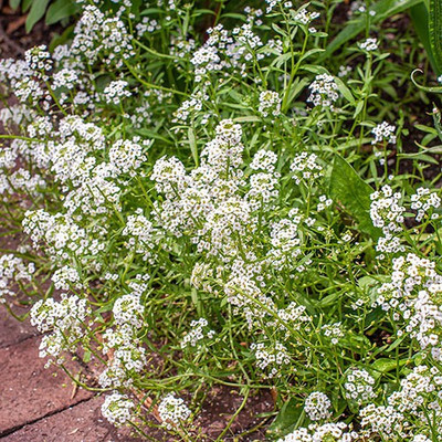 Paudha Alyssum benthami white Seed(45 per packet)