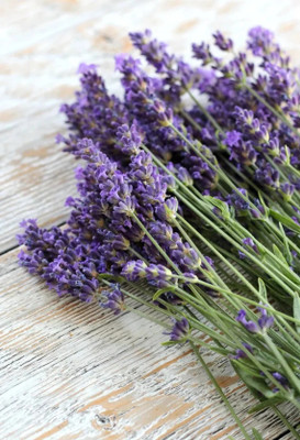 MOOFGA Lavandula Angustifolia | English Lavender Seed(150 per packet)