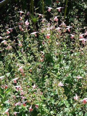 VibeX ® VMR-347 Coral Nymph Salvia Hummingbird Sage Seed(200 per packet)