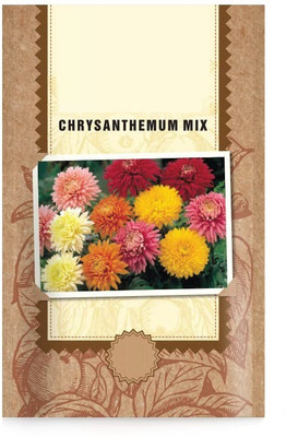 CYBEXIS Chrysanthemum Flower Seeds (Multicolour) Seed(25 per packet)