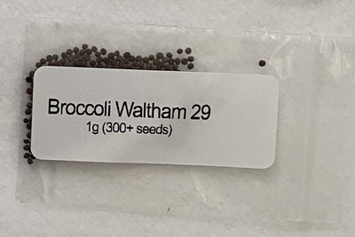 Qualtivate PUA5-A of Broccoli Waltham 33 Seed(300 per packet)