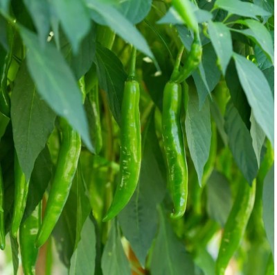 ZENISO Chilli Dark Green (High Spicy) F1 Hybrid Seeds (Mirch) Seed(5 g)