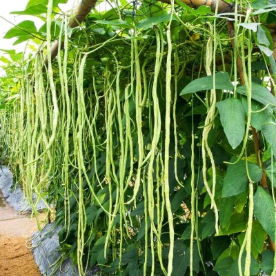 golden hills farm High Yield Yard Long Beans Seeds, Long Beans, Barbatti, Borbati Vegetable Seed(50 per packet)