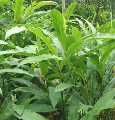 CYBEXIS XLL-35 - Kerala Green Cardamom Choti Elaichi - (180 Seeds) Seed(180 per packet)
