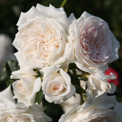 CYBEXIS PUAS-43 - Climbing Rose - White Roses - (300 Seeds) Seed(300 per packet)