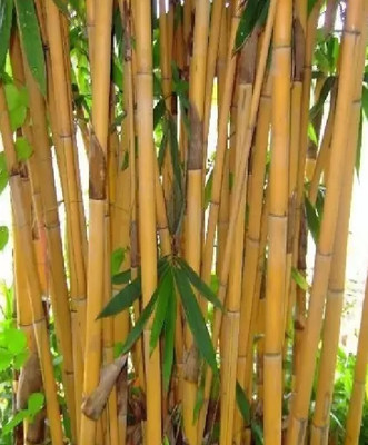 wequality bamboo Seed(40 per packet)