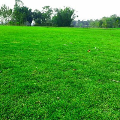 SREE Mexican grass seeds, Mexican lawn grass seeds for garden Seed(10000 per packet)