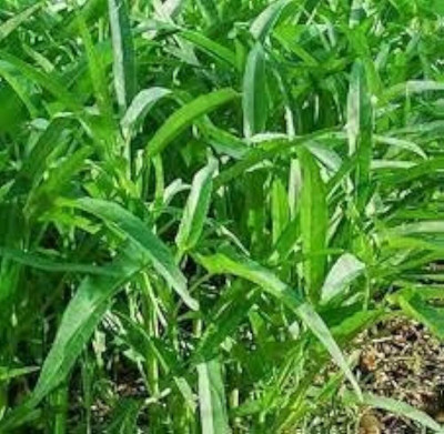 CRGO SPINACH , PALAKH Seed(60 per packet)