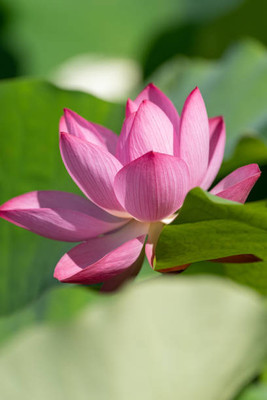 DENWYK lotus,kamal gatta Seed(11 per packet)
