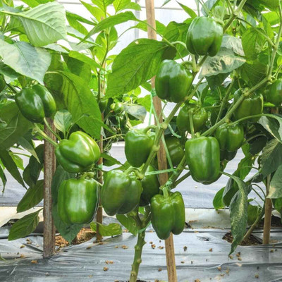 BDSresolve Capsicum Seeds For Home Garden pack of 13 Seed(13 per packet)