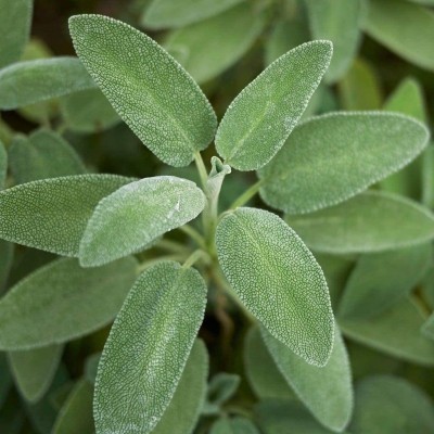 VibeX LX-13 - Broadleaf Sage Herb - (1350 Seeds) Seed(1350 per packet)