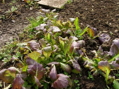 CYBEXIS NDIR-85 - Mustard Greens Osaka Purple - (750 Seeds) Seed(750 per packet)