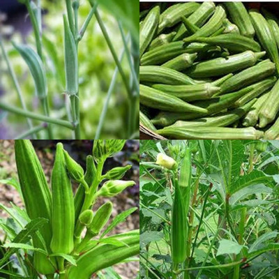 ibains Hybrid okra seeds 11 Seed(11 per packet)