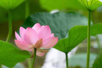 Chalisa Agencies lotus,kamal seeds Seed(15 per packet)