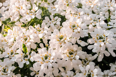 Aywal Candytuft (Perennial) Snowflake Seed(10 per packet)