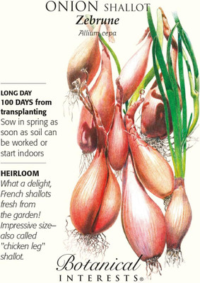 Qualtivate ICRA-5A Zebrune Shallot Onion Seeds Seed(500 per packet)