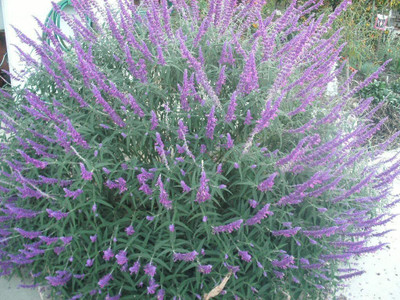 VibeX VXI-87 - Salvia Leucantha Mexican Sage - (150 Seeds) Seed(150 per packet)