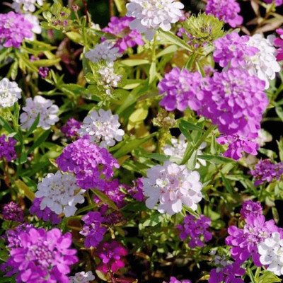 CEZIUS Candytuft - Dwarf Fairy Mix Flower Seed(100 per packet)