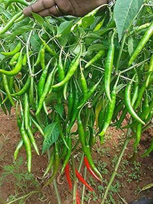 Cloud Farm Chilli Seeds Hot Jwala Hybrid Vegetable Seed(175 per packet)