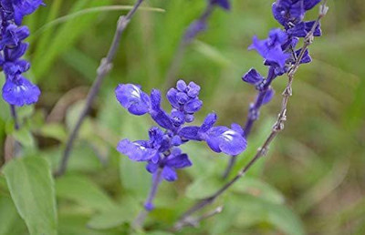 VibeX LXI-5 - Blue Bedder Sage Salvia farinacea - (1350 Seeds) Seed(1350 per packet)