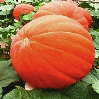 CYBEXIS Giant Pumpkin Seeds Moschata Cushaw Cucurbita 400 Seeds Seed(400 per packet)
