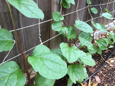 Qualtivate HYB-7A Red Stemmed Malabar Spinach Seeds Seed(50 per packet)