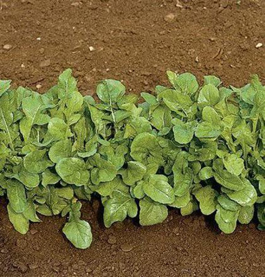 CYBEXIS VXI-36 - Arugula Roquette (Rocket) - (250 Seeds) Seed(250 per packet)
