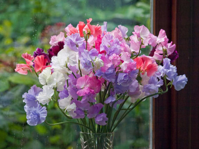 CYBEXIS Sweet Pea Mixed Color F1 Hybrid Seeds(120 Seeds) Seed(120 per packet)