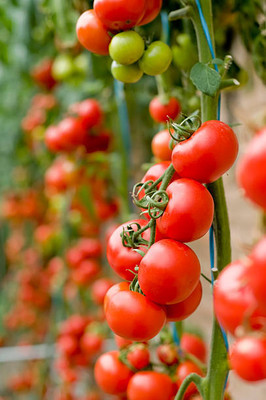FarmQuartee tomato Seed(135 per packet)