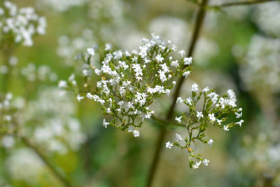 FRESHO gypsophila flower Seed(50 per packet)