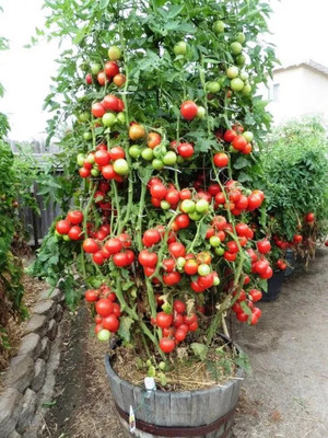DEYS AGRO ™ hybrid 7 GRAM tomato seeds high germination Seed(7 g)