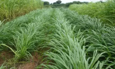 GROW-N-KNOW Sudan Grass For Goat, Grass Seeds For Goat Seed(2050 per packet)