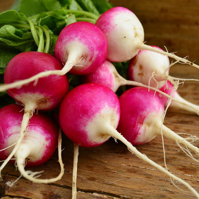 Qualtivate PUA-3A Sparkler White Tip Radish Seed(300 per packet)