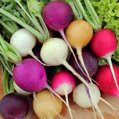 CYBEXIS PAU-45 - Radish Rainbow Mix - (2250 Seeds) Seed(2250 per packet)
