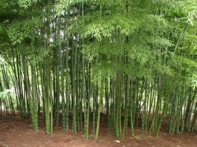 BJUBAS bamboo seed for farming/bamboo seeds 64 Seed(64 per packet)