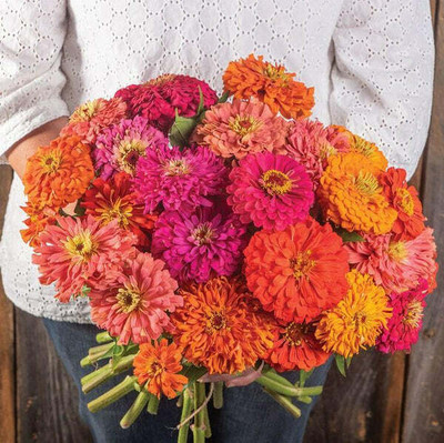 UGRA ZINNIA - Scabiosa Flowered Mixed Seed(10 per packet)