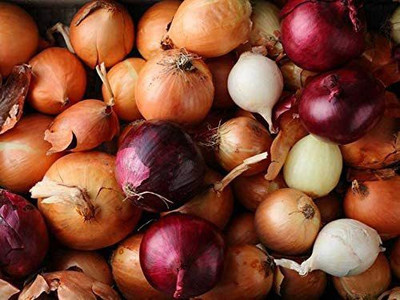 CYBEXIS LX-81 - Multicolor Onion Mix - (1500 Seeds) Seed(1500 per packet)