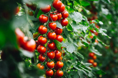 VASUDHA tomato Seed(30 per packet)