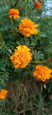 Fedrigoni marigold/gende ka phool flower seeds Seed(75 per packet)